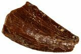 Bargain Raptor Tooth - Real Dinosaur Tooth #299657-1